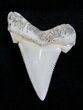 Gorgous Summerville Angustiden Tooth #1677-1